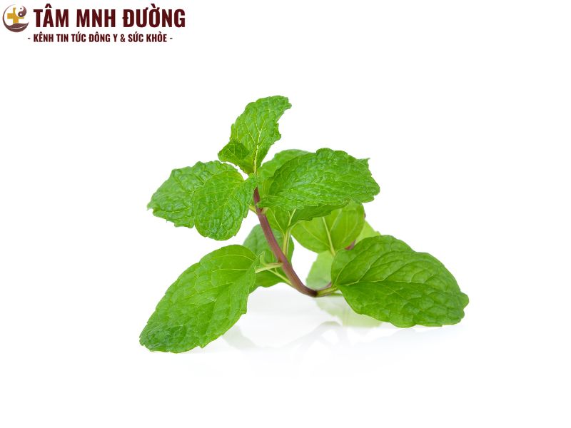 bài thuốc dân gian chữa rối loạn tiêu hóa bằng lá bạc hà