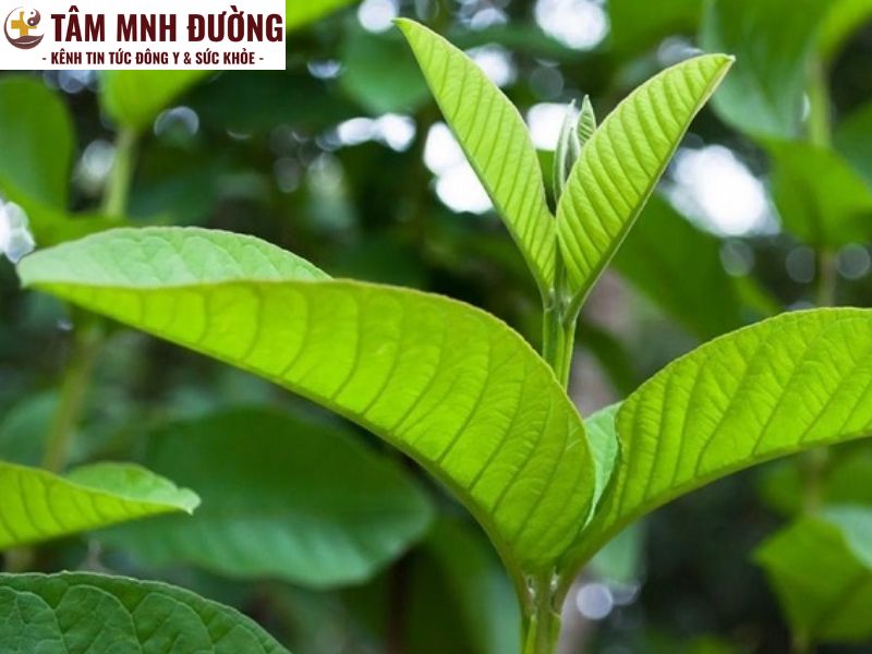 bài thuốc dân gian chữa rối loạn tiêu hóa bằng lá ổi non