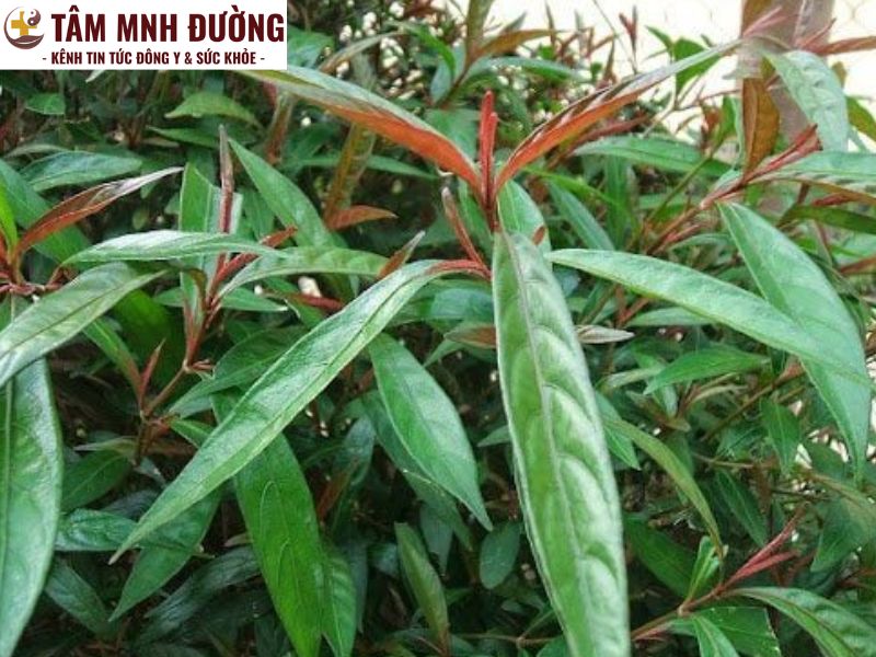 cây hoàn ngọc