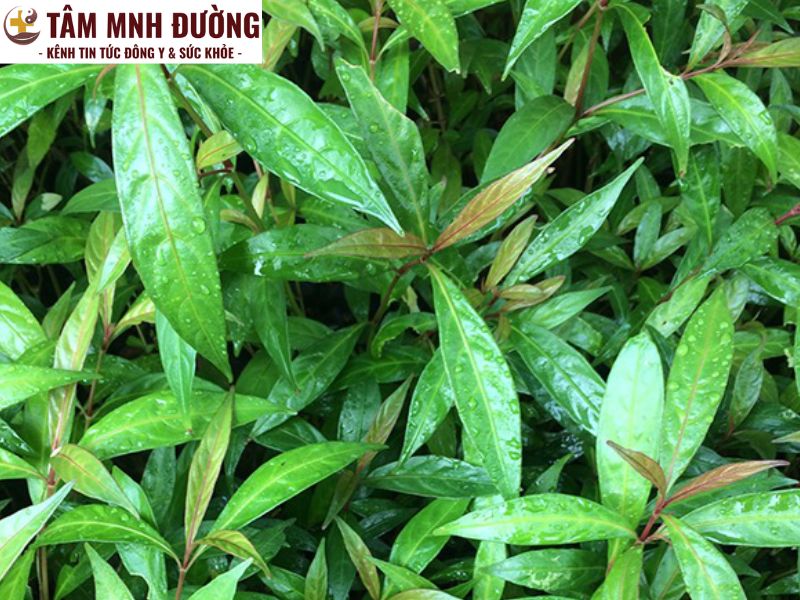 Tác dụng y học của cây hoàn ngọc
