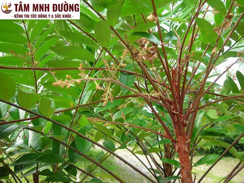 lưu ý khi sử dụng cây mật nhân