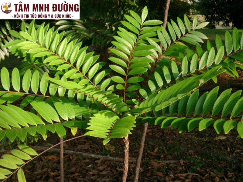 Cây mật nhân: Bài thuốc quý từ y học cổ truyền